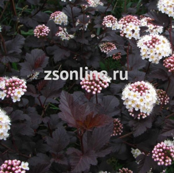 Изображение загружено обработкой по данным файла Excel