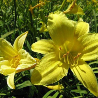 Лилейник-гибридный-ЛонГо-Йеллоу