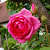 Роза плетистая Пинк Клод (С3,5)