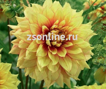 Изображение загружено обработкой по данным файла Excel