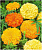 Бархатцы прямостоячие цвета в асс., Е6