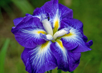 Ирис Ensata Gusto