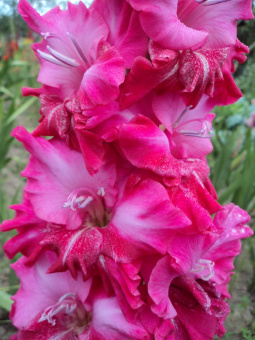 Гладиолус Гималаи