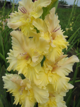 Гладиолус Золотая Десятка