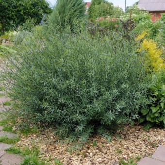 Ива пурпурная Нана