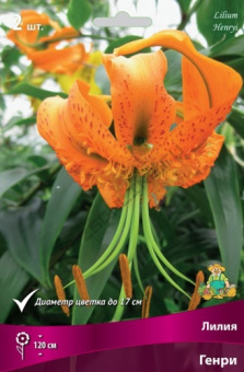 Лилия Генри 14-16/К 1шт