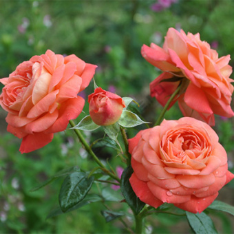 Роза флорибунда Квин оф Хетц/ЦКор