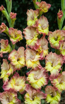 Гладиолус Фэнтези