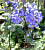 Синюха иезонская Bressingham Purple, синий, С 1, 50 см