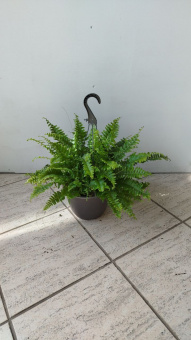 Нефролепис Грин момент 19