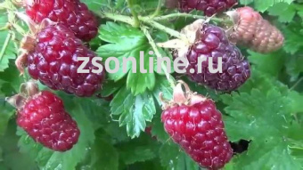 Изображение загружено обработкой по данным файла Excel