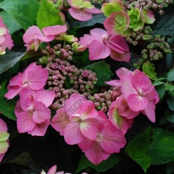 Гортензия крупнолистовая Кэнди