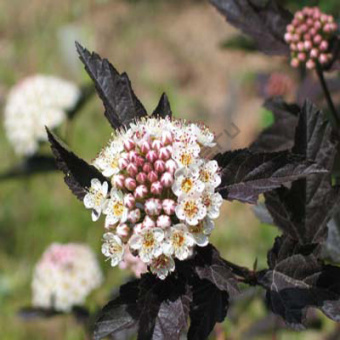 puzireplodnik_kalinolist_diabolo