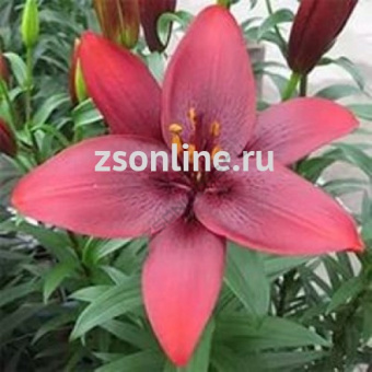 Изображение загружено обработкой по данным файла Excel