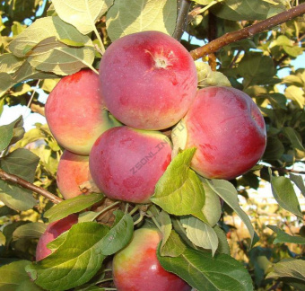 jablonja-orlik-sazhency-3