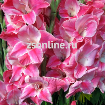 Изображение загружено обработкой по данным файла Excel