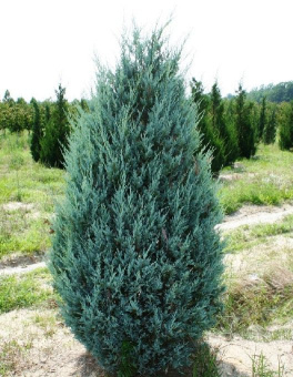 Можжевельник скальный Мунглоу, Juniperus scopulorum, в горшке 2л, 40-50 см