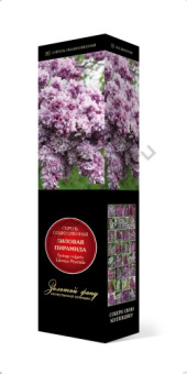 Сирень обыкновенная Лиловая пирамида/Цкор