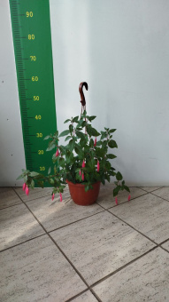 Фуксия смесь.Кашпо