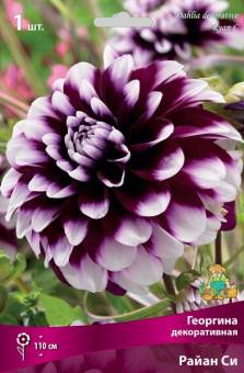 Георгин декоративный Райан Си