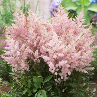 Астильба Юник Пинк C1,5