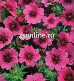 Изображение загружено обработкой по данным файла Excel