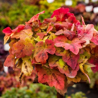 Гейхерелла, Heucherella Leapfrog