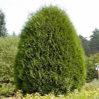 Туя западная Вагнери, Thuja occidentalis Wagneri, в горшке 2,5л, 30-40 см