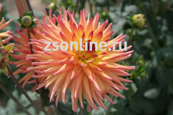 Изображение загружено обработкой по данным файла Excel