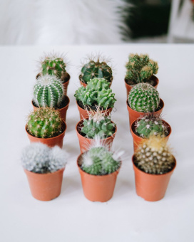Кактус микс d 5,5 Я*