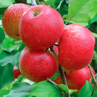 Яблоня Хоней Крисп 2-х лет /подвой 54-118 полукарл/С