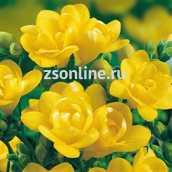 Изображение загружено обработкой по данным файла Excel