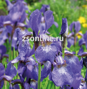 Изображение загружено обработкой по данным файла Excel