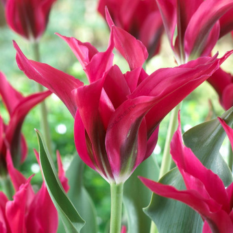 Тюльпан Doll“s Minuet (8  шт)