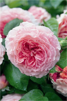 Роза английская парковая Джеймс Гэлвей (нежно-розовый)