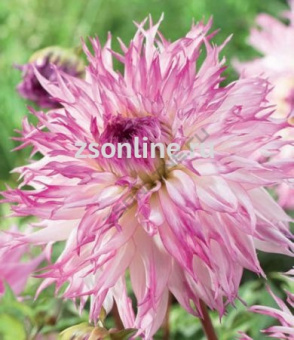 Изображение загружено обработкой по данным файла Excel