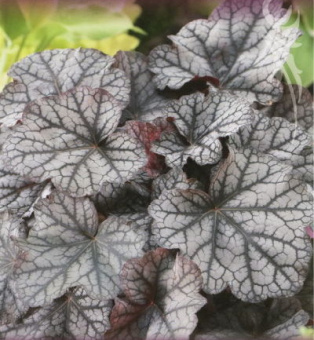 Гейхера гибридная Гардиан Энджел