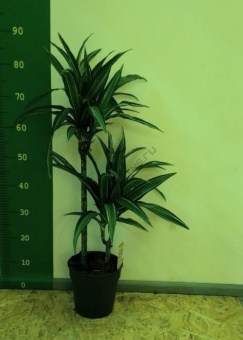 Драцена фрагранс Улисес 2 ств.D19 H90 см