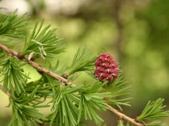 Лиственница европейская, Larix Decidua, в горшке 2л, 80-100 см