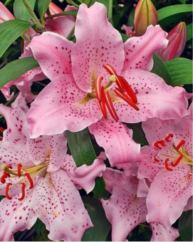 Лилия Восточная Керли Сью