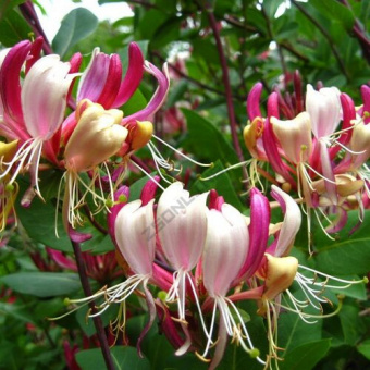 zhimolost_primorskaya_serotina_pd5g-hx