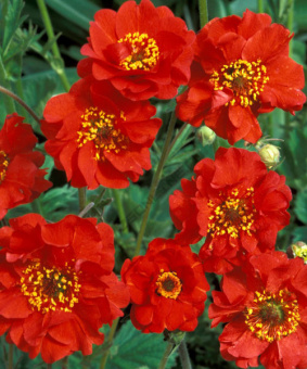 Гравилат чилийский Миссиз Дж.Брэдшо