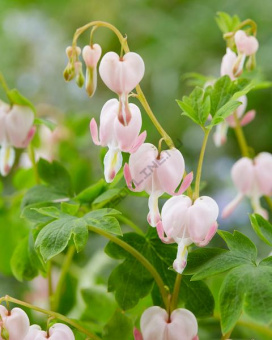 Дицентра Cupid