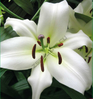 Лилия ОТ-Гибрид Рексона