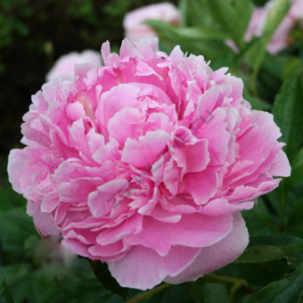 Пион молочноцветковый Сара Бернар 2-3/К