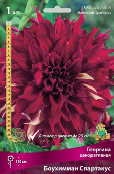 georgina_dekor_bouhimian_spartakus_kaper