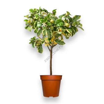 Цитрус Вариегата штамб D22см H75см