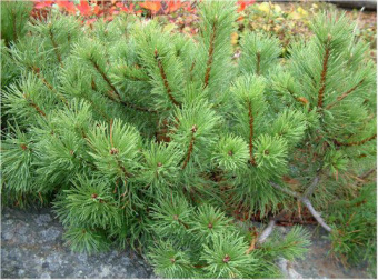 Сосна горная Пумилио, Pinus mugo var. Pumillo, в горшке 2л, 25-30 см