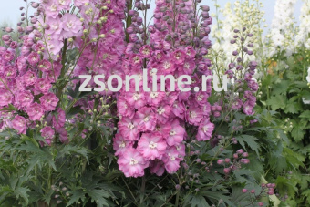 Изображение загружено обработкой по данным файла Excel