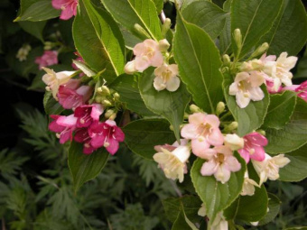 Вейгела цветущая Маджори